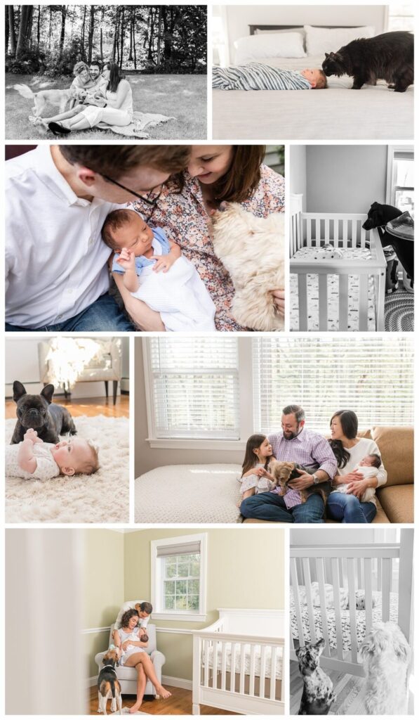 Collage of in home lifestyle newborn photos with pets in Massachusetts