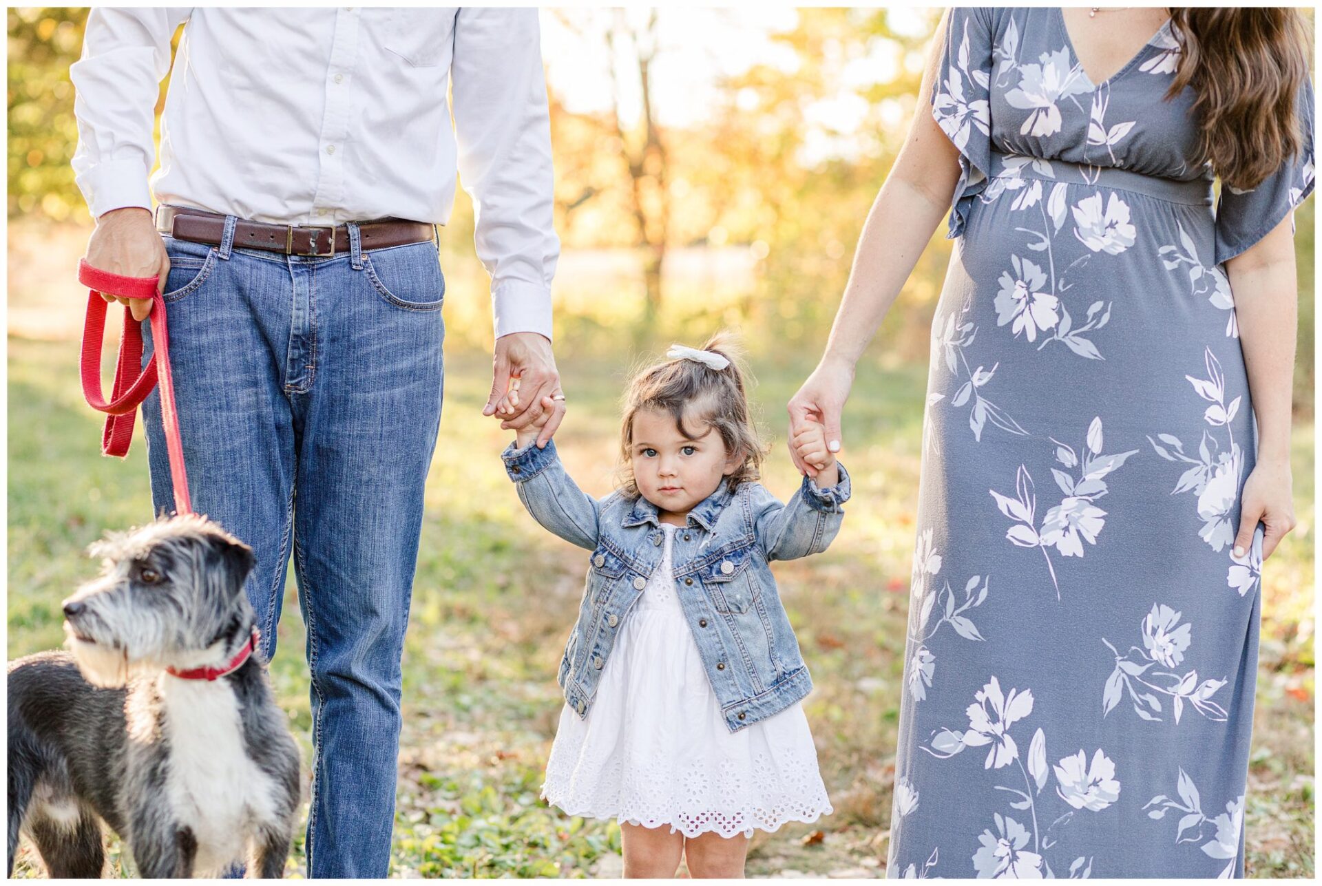 photo of dog and toddler girl holding parents hands for family maternity photo session Natick Massachusetts