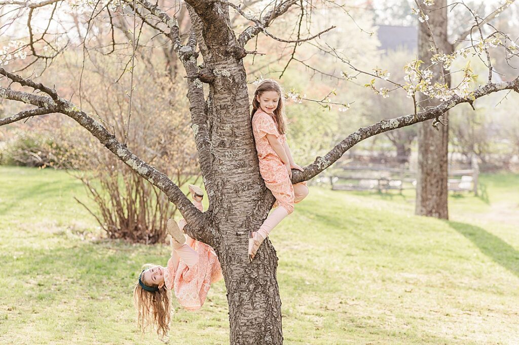 girls climb blooming tree during family photo session with Sara Sniderman Photography in Sherborn Massachusetts