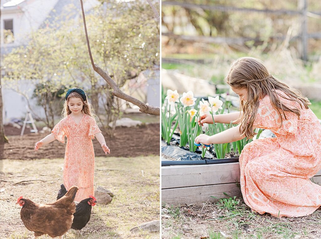 girl chases after chicken and girl cuts flowers during family photo session with Sara Sniderman Photography in Sherborn Massachusetts