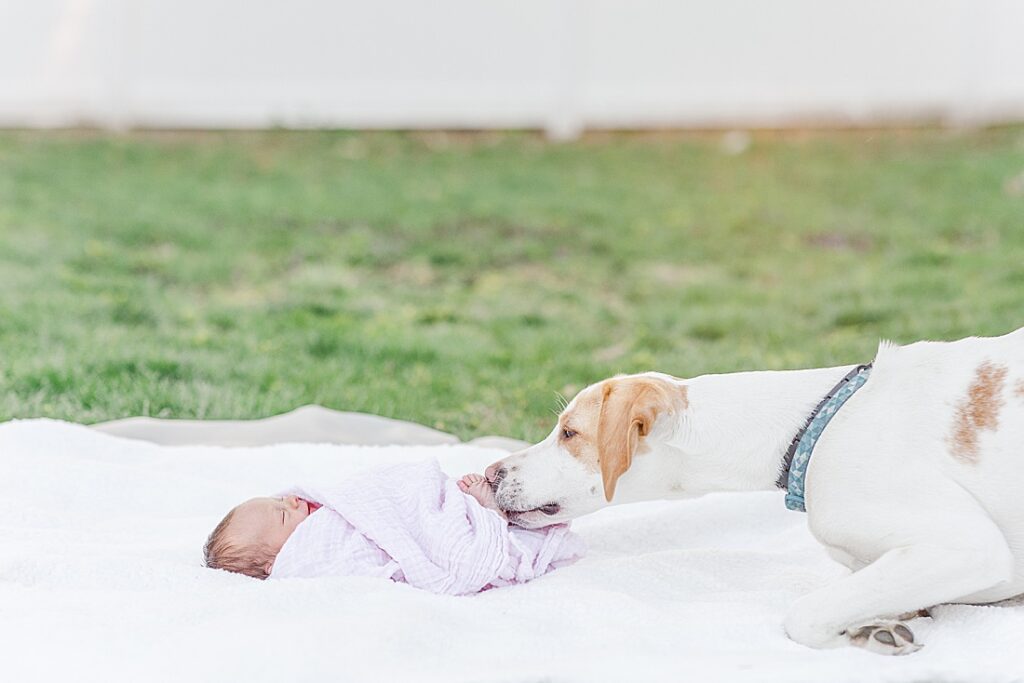 Dog sniffs babies feet during outdoor newborn photo session with Sara Sniderman Photograph in Natick Massachusetts