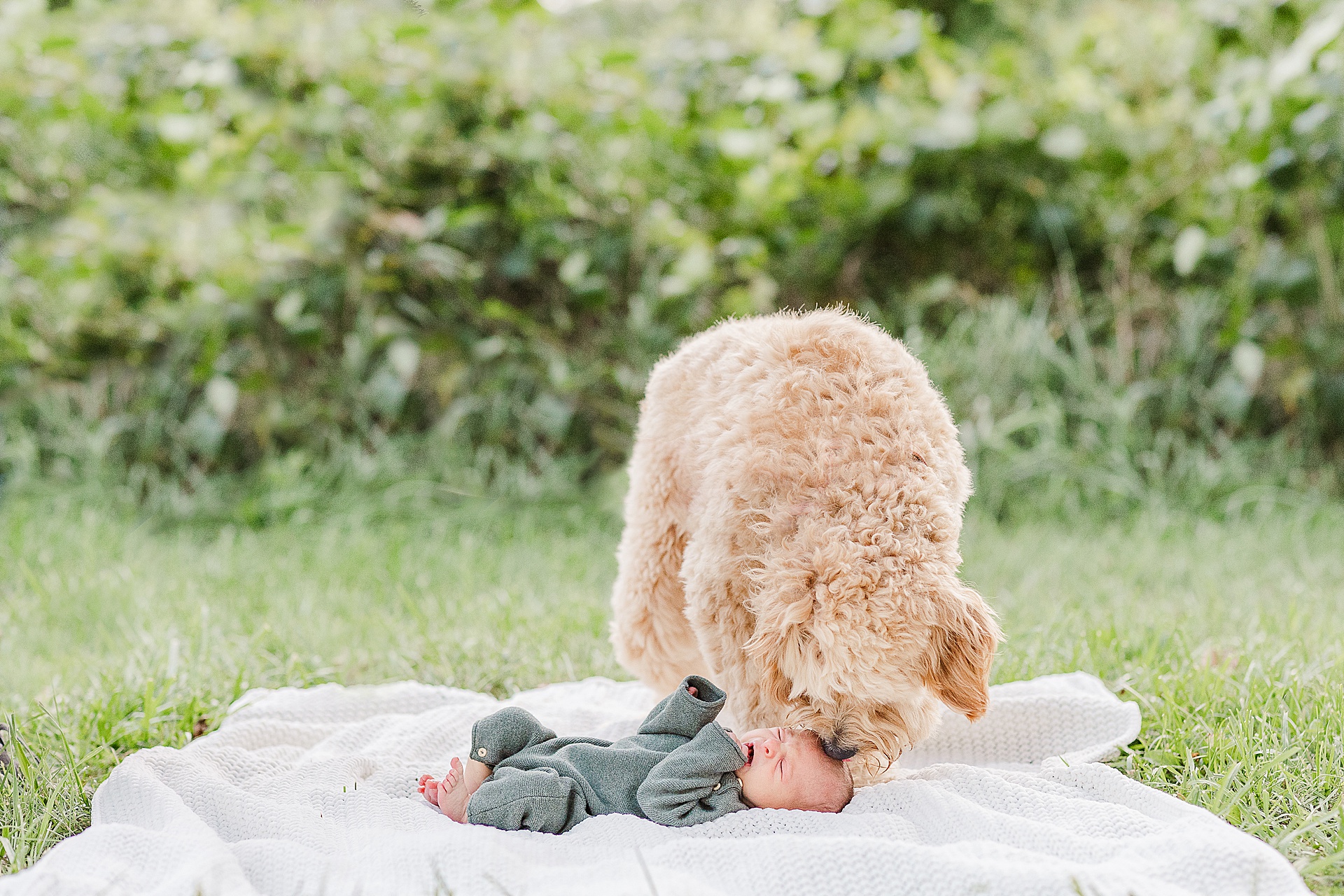 dog smells babies head during outdoor newborn photo session with Sara Sniderman Photography at Heard Farm, Wayland Massachusetts