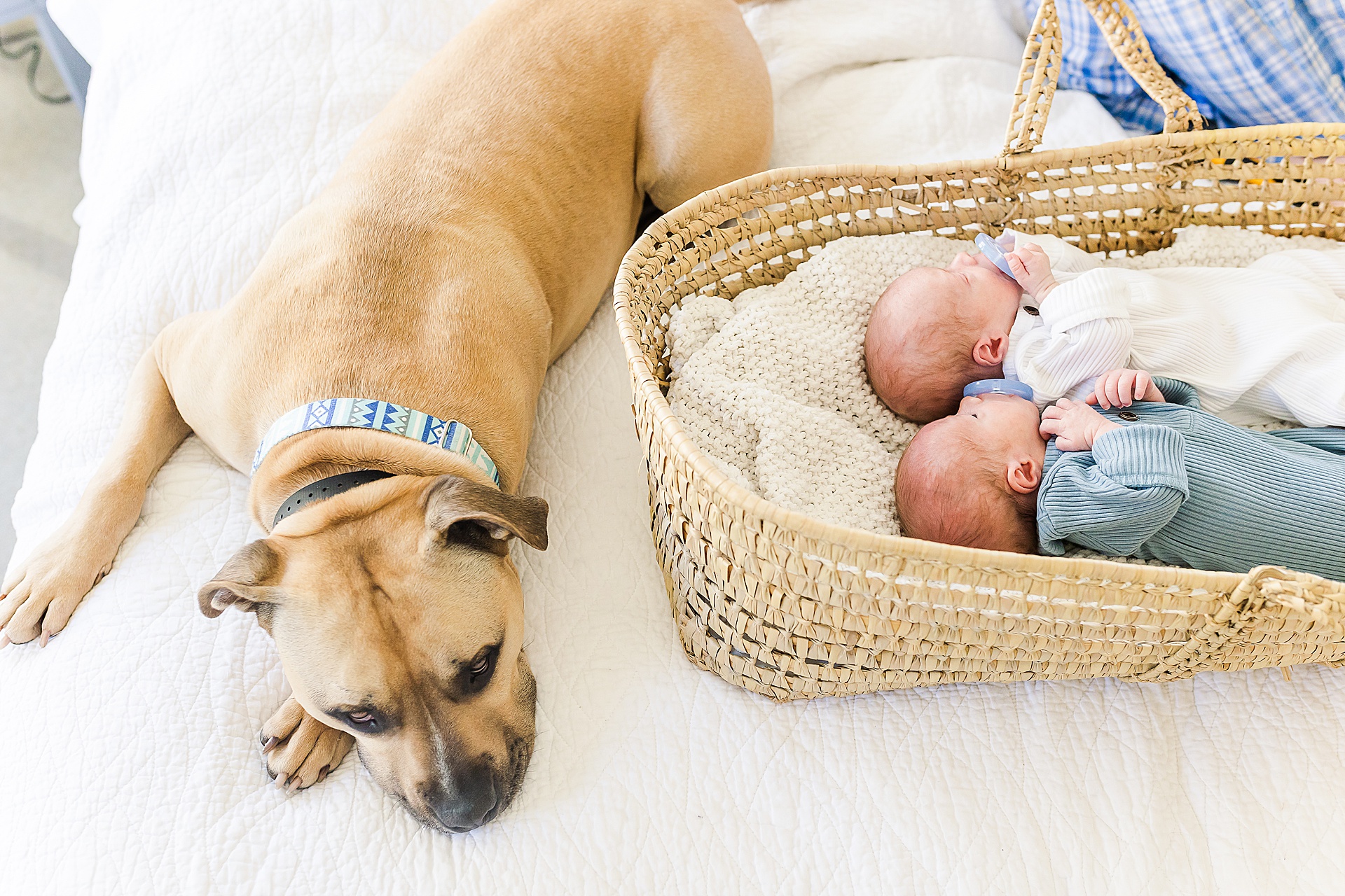 dog lays on bed next to twin newborns during in home newborn photo session with Sara Sniderman Photography in Natick Massachusetts