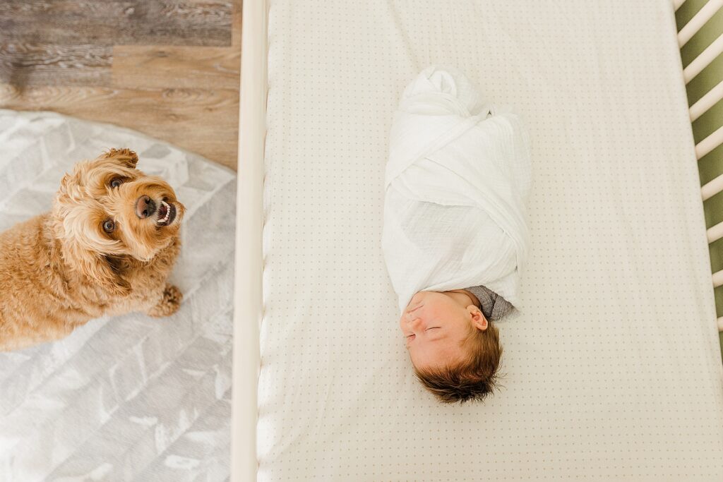 dog looks at baby in crib during in home newborn photo session with Sara Sniderman Photography in Natick Massachusetts