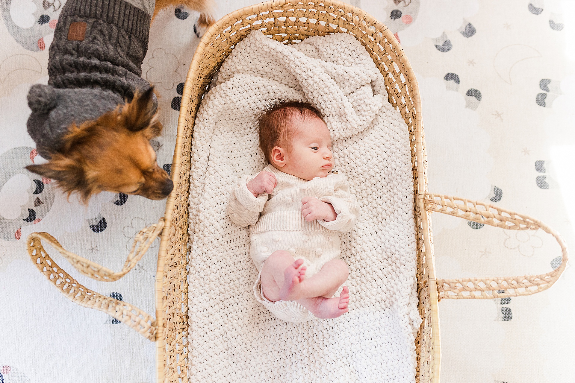 dog sniffs baby in moses basket during in home newborn photo session with Sara Sniderman Photography in Natick Massachusetts