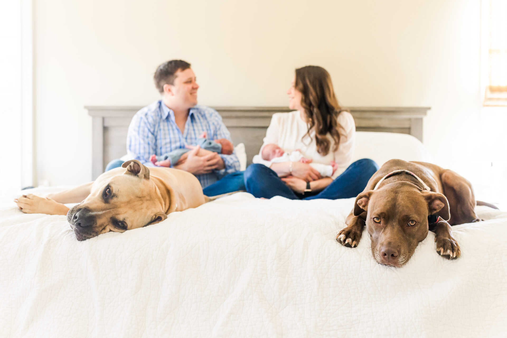 Dogs sleep on bed while parents hold twin newborns during in home newborn photo session with Sara Sniderman Photography in Natick Massachusetts