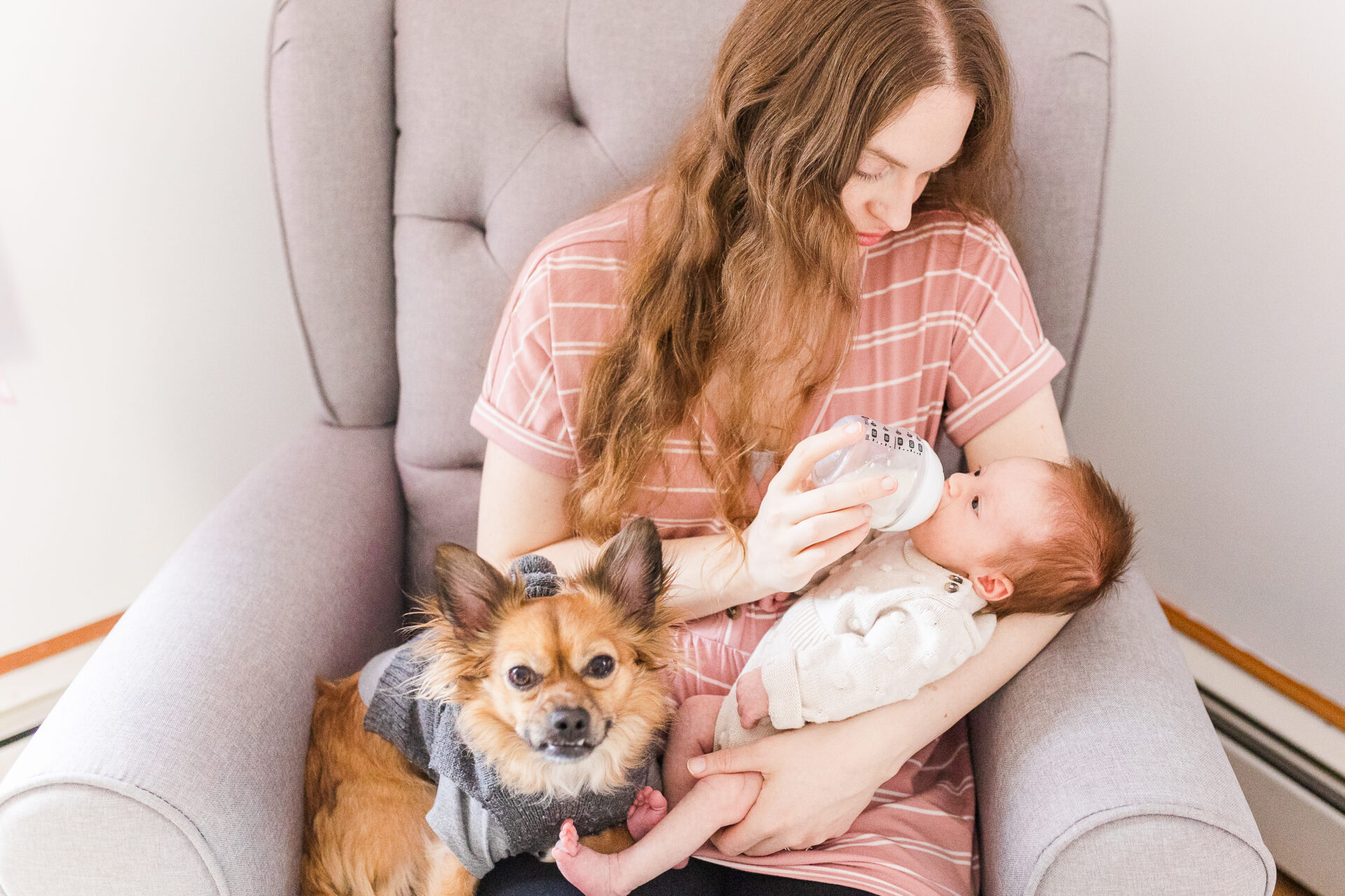 mother feed baby a bottle while dogs sits on her lap during in home newborn photo session with Sara Sniderman Photography in Natick Massachusetts