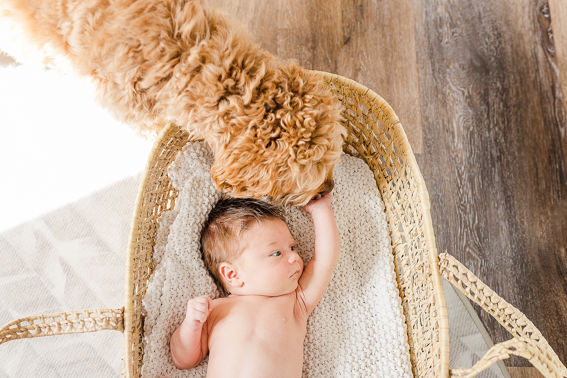 dog smells baby in moses basket in nursery during in home newborn photo session with Sara Sniderman Photography 