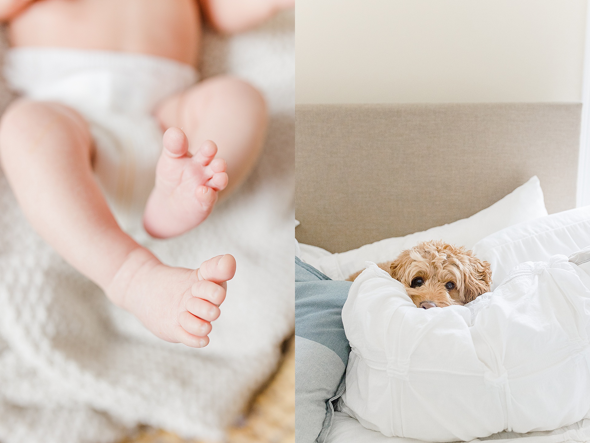 baby feet and dog sleeping on bed during in home newborn photo session with Sara Sniderman Photography 