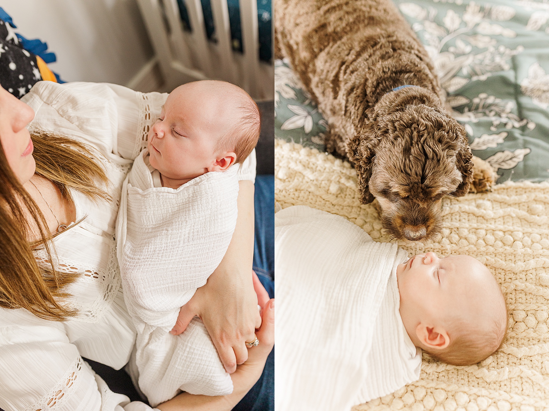dog sniffs baby during in home photo session with one month old baby with Sara Sniderman Photography Natick Massachusetts