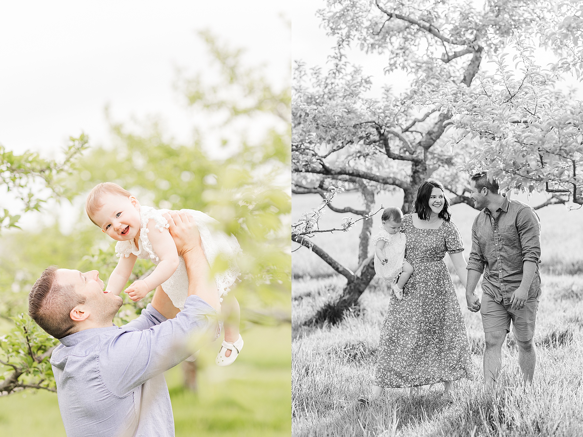 dad hold daughter above his head and black and while of family walking through orchard during first birthday family photo session with Sara Sniderman Photography at Heard Farm in Wayland Massachusetts 