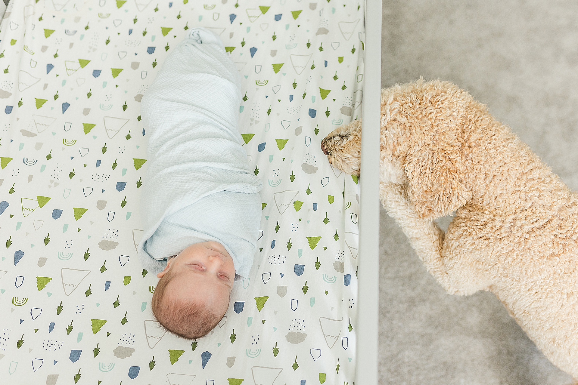 dog looks in to crib during in home newborn photo session with Sara Sniderman Photography Southborough Massachusetts