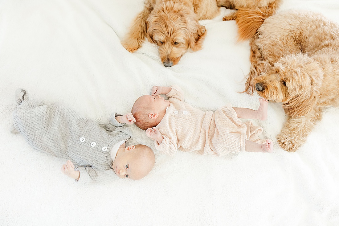 twins on bed with goldendoodles during twin newborn photo session with Sara Sniderman Photography in Natick Massachusetts