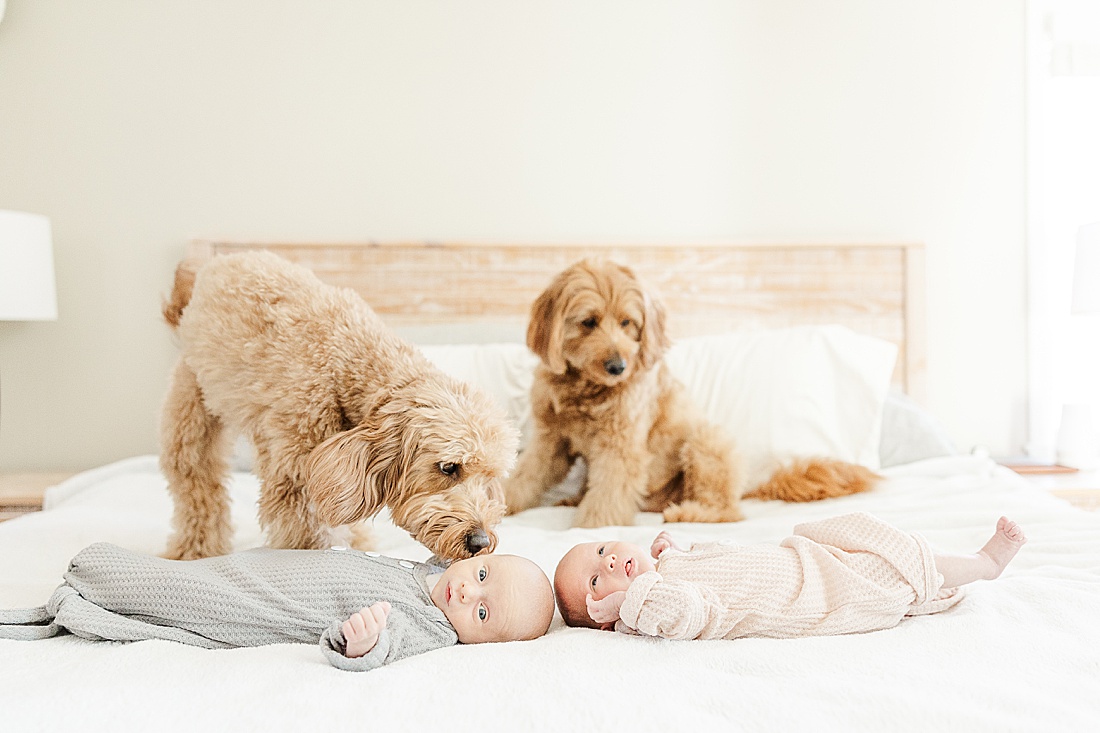 dogs on bed with newborns during twin newborn photo session with Sara Sniderman Photography in Natick Massachusetts