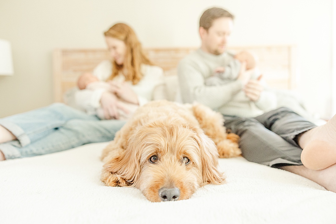 goldendoodle on bed during twin newborn photo session with Sara Sniderman Photography in Natick Massachusetts