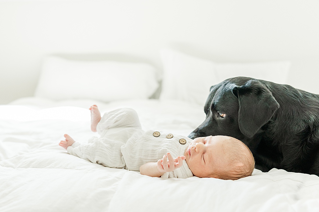 dog sniffs baby during in-home photo session in Millis Massachusetts with Sara Sniderman Photography