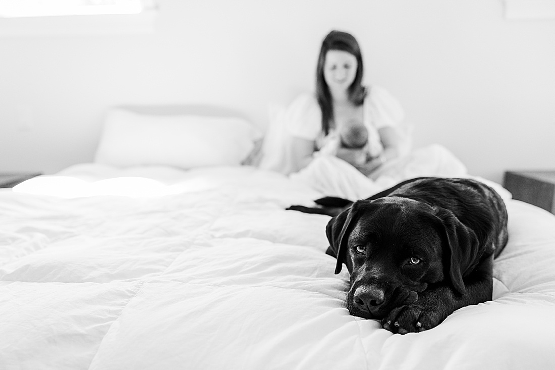 dog lays on bed during in-home photo session in Millis Massachusetts with Sara Sniderman Photography