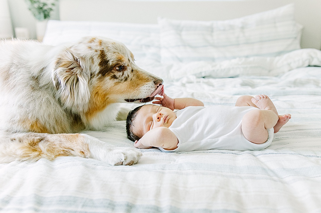 Image of professional newborn photos taken by Sara Sniderman Photography, a family, newborn and maternity photographer serving the Metro West Boston area include: Natick, Needham, Newton, Wellesley, Wayland, Weston, Sherborn, Sudbury, Southborough, Medfield, Medway, Holliston, Framingham. Image shows dog licking babies hand on a bed. 