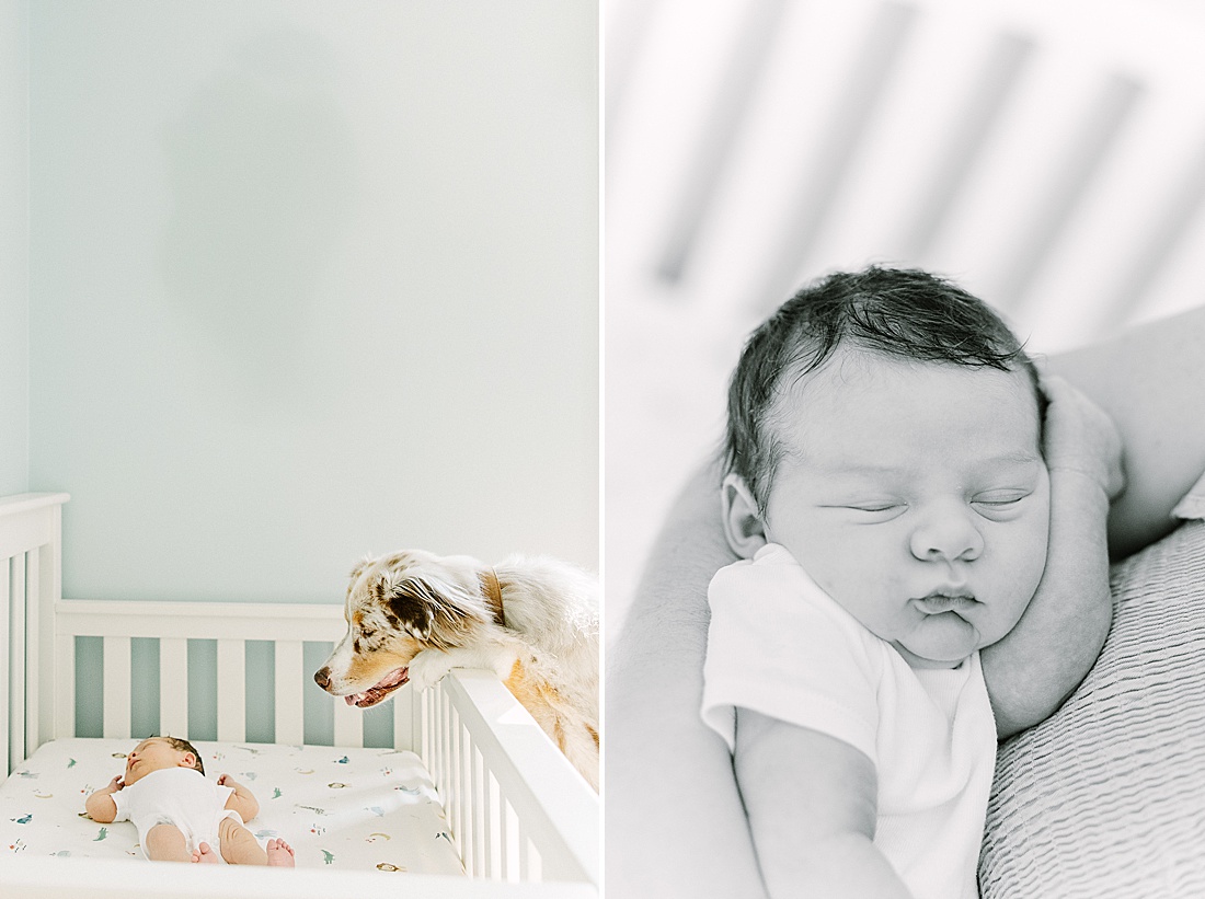 Image of professional newborn photos taken by Sara Sniderman Photography, a family, newborn and maternity photographer serving the Metro West Boston area include: Natick, Needham, Newton, Wellesley, Wayland, Weston, Sherborn, Sudbury, Southborough, Medfield, Medway, Holliston, Framingham. Image shows dog looking at baby in crib. 