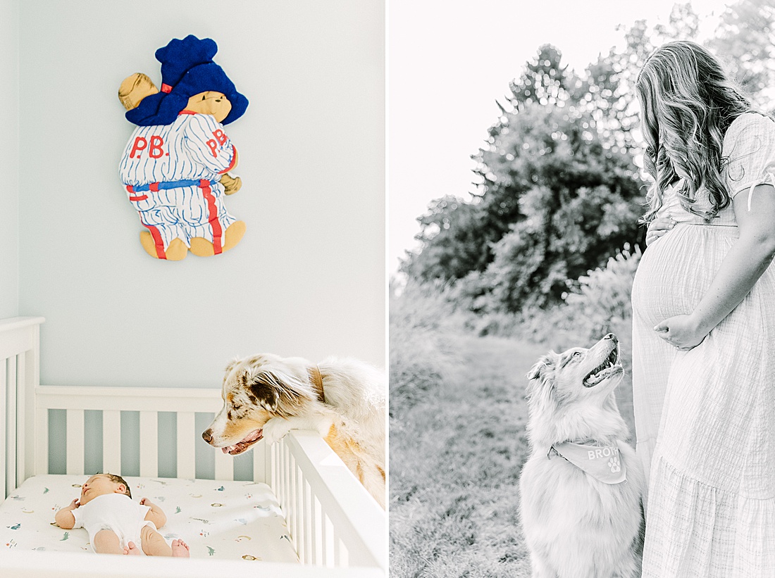 Image of professional newborn photos taken by Sara Sniderman Photography, a family, newborn and maternity photographer serving the Metro West Boston area include: Natick, Needham, Newton, Wellesley, Wayland, Weston, Sherborn, Sudbury, Southborough, Medfield, Medway, Holliston, Framingham. Image shows dog looking at baby in crib. 