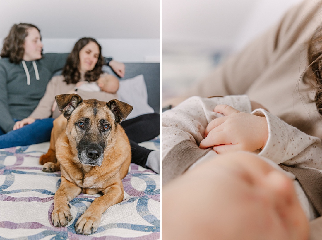 dog sits on edge of bed in front of moms holding baby during in home newborn photo session with Sara Sniderman Photography in Natick Massachusetts 