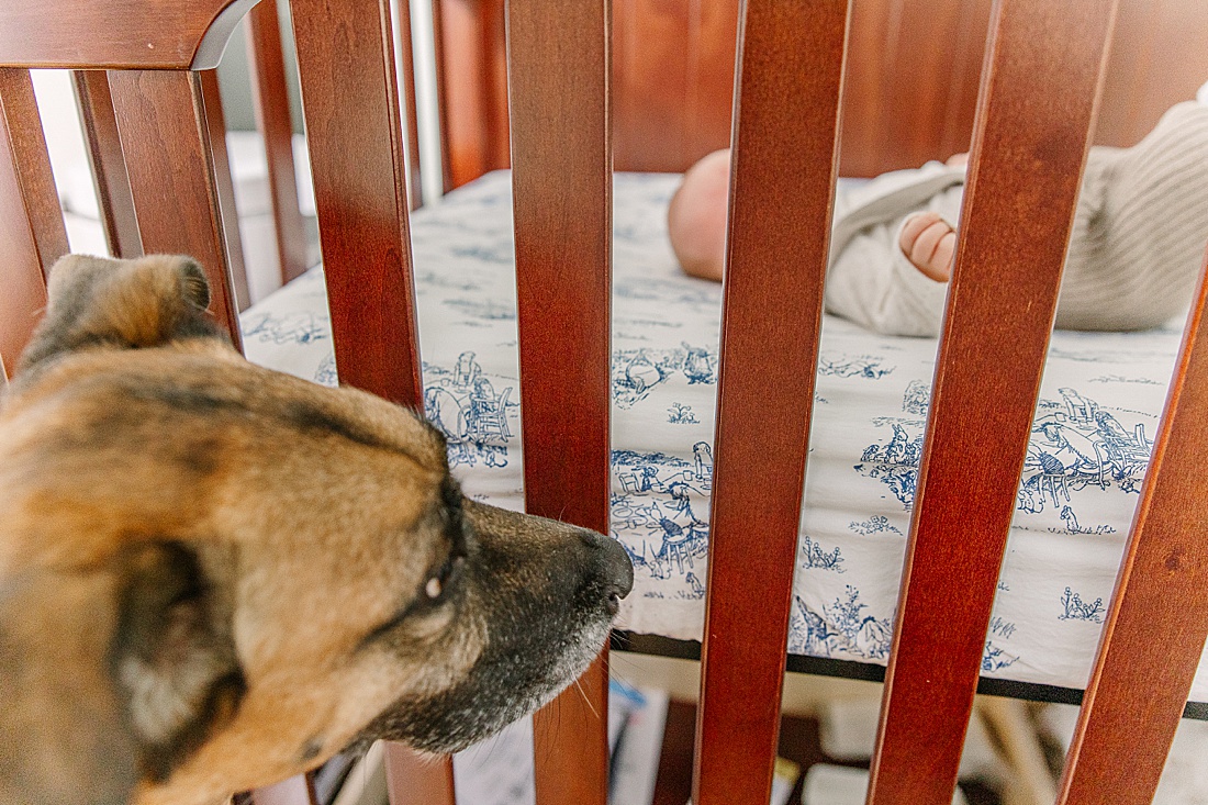 dog looks at baby in crib using neutral pacifier during in home newborn photo session with Sara Sniderman Photography in Natick Massachusetts 