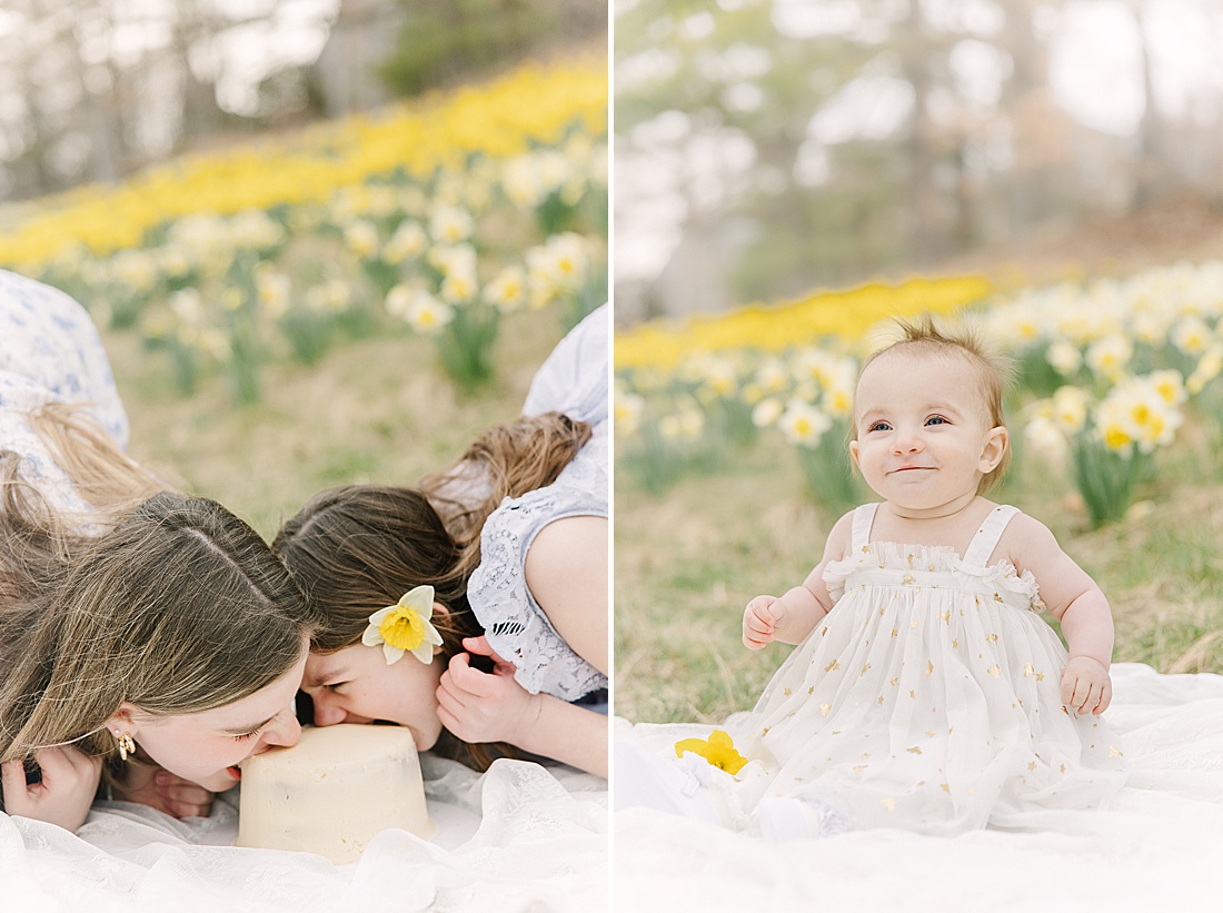 sisters bite into cake in field of daffodils during first birthday photo session with Sara Sniderman Photography in Wellesley Massachusetts