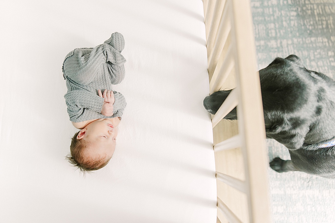 baby lays in crib as dog looks into crib during in-home newborn photos with Sara Sniderman Photography in MetroWest Boston Massachusetts