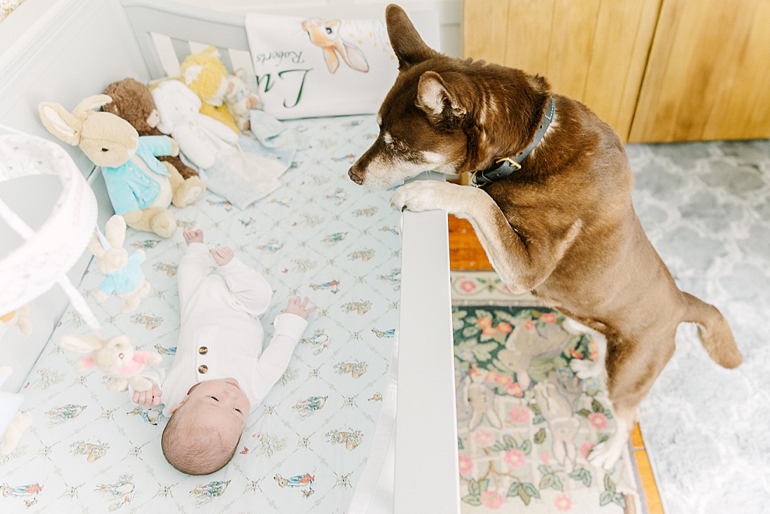 dog looks into baby crib during in-home newborn photo session with Sara Sniderman Photography in Metro West Boston.