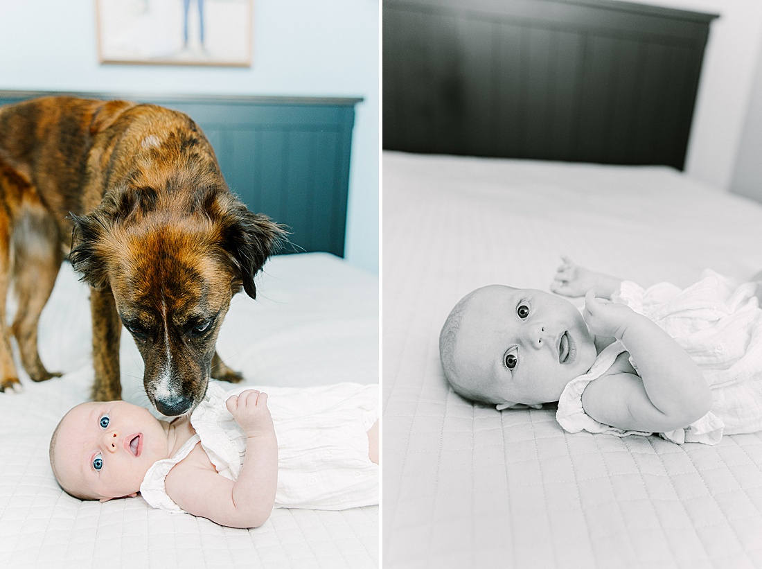 dog and baby on bed during in home newborn photo session with Sara Sniderman Photography in Metro West Boston. 