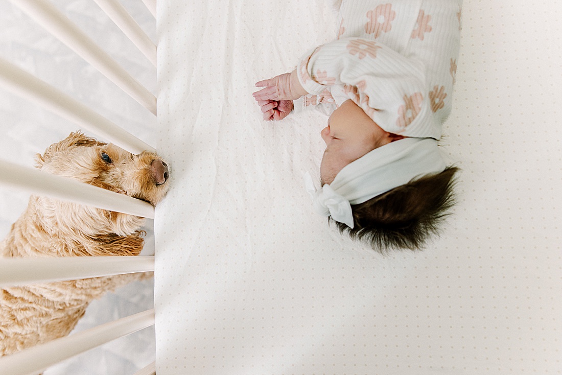 dog looks in on baby in crib during in-home newborn photo session with Sara Sniderman Photography in Natick Massachusetts