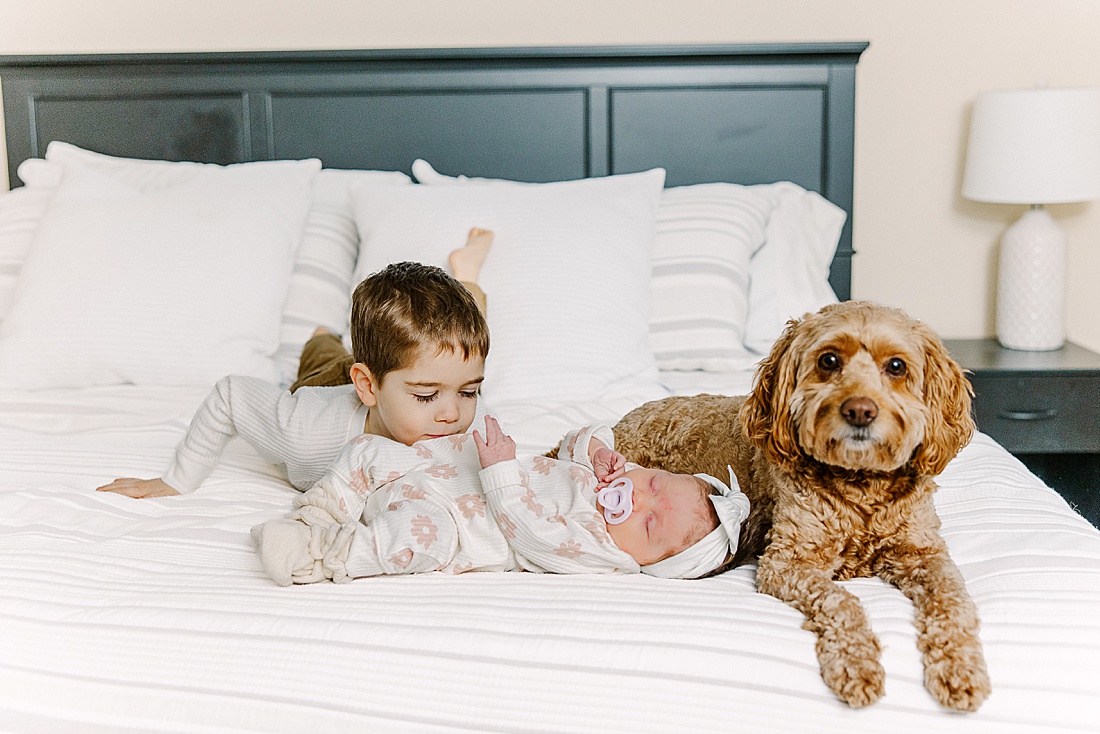 toddler and dog lay on bed with newborn during in-home newborn photo session with Sara Sniderman Photography in Natick Massachusetts