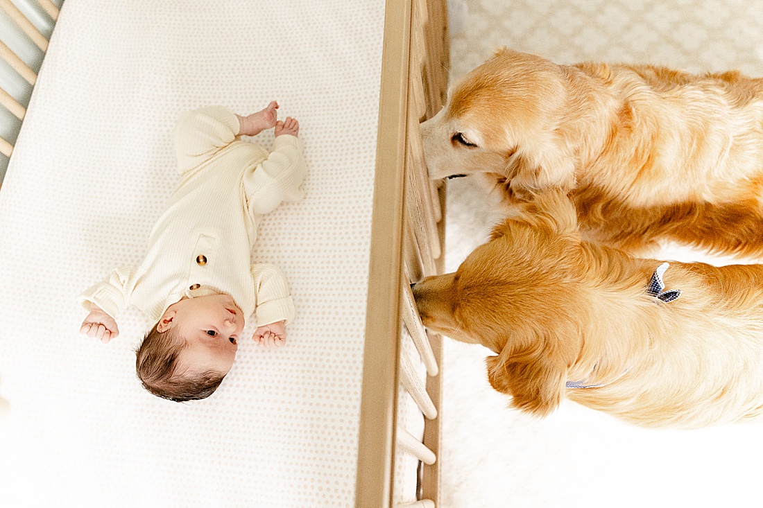 two golden retrievers look into crib to see baby during in home newborn photo session with Sara Sniderman Photography in Holliston Massachusetts