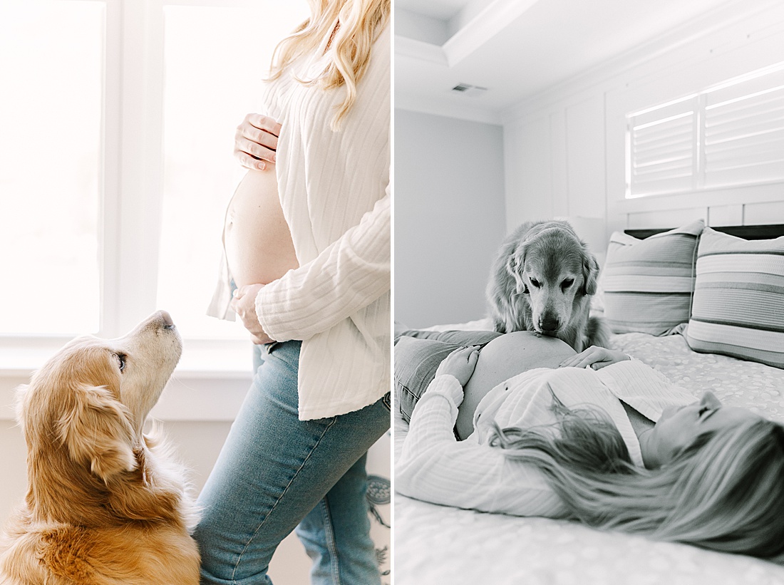 dog looks at owners belly during in home maternity photo session with Sara Sniderman Photography in Holliston Massachusetts