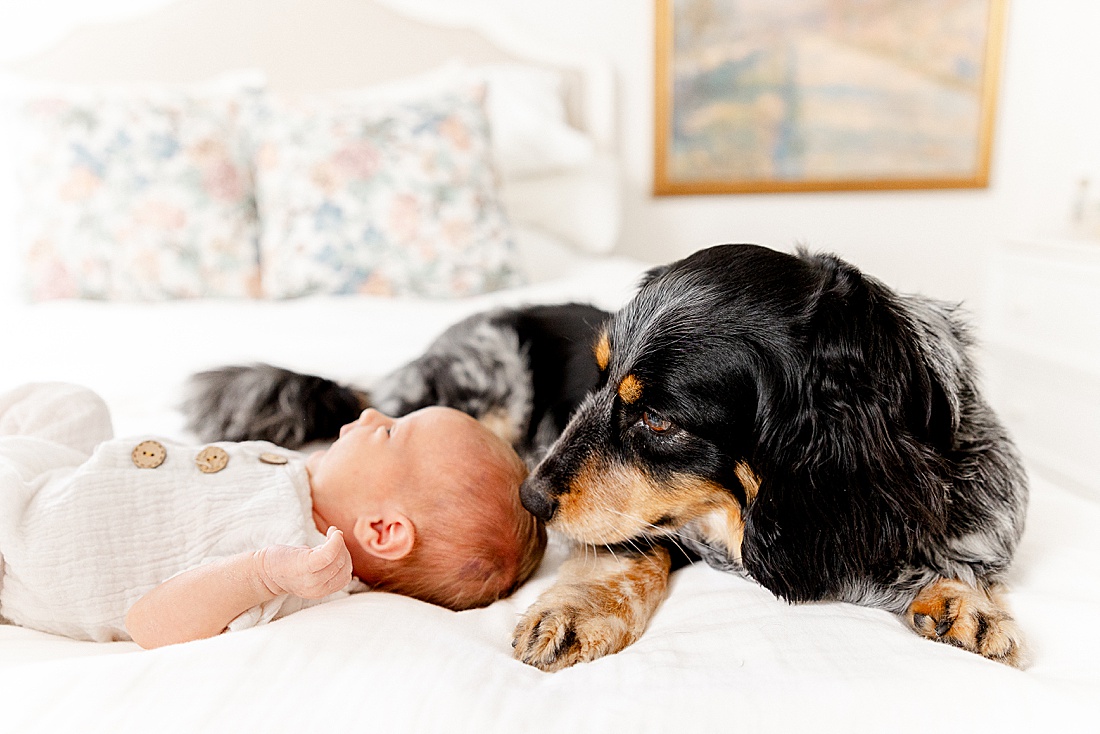 dog lays on bed with baby during lifestyle in-home newborn photo session with Sara Sniderman Photography in Natick Massachusetts.