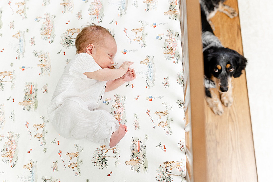 dog looks into babies crib during lifestyle in-home newborn photo session with Sara Sniderman Photography in Natick Massachusetts. 